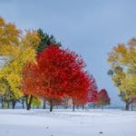 Bright autumn foliage with snow, showcasing vivid seasonal contrast in a serene park setting.