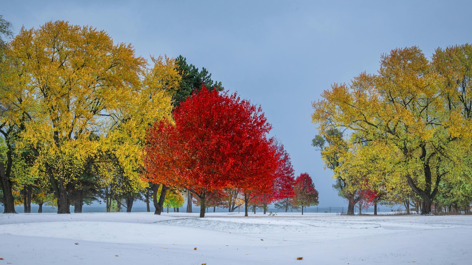 Bright autumn foliage with snow, showcasing vivid seasonal contrast in a serene park setting.